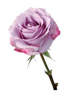 Purple Haze Lavender Rose