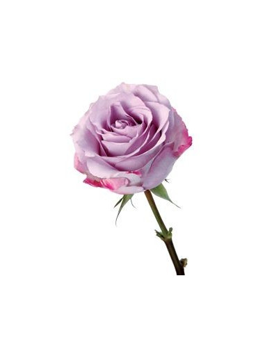 Purple Haze Lavender Rose