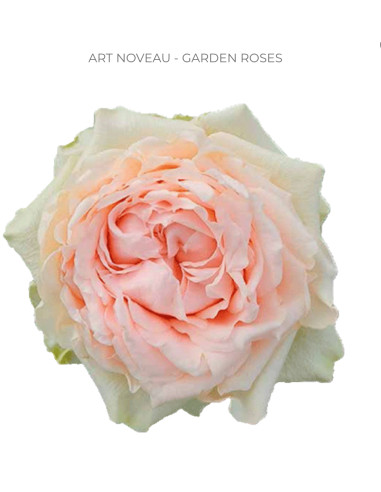 Art Nouveau Garden Rose | Blush‑Pink Garden Roses Wholesale