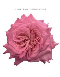 ASHLEY PINK Garden Rose
