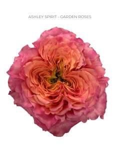 Ashley Spirit Garden Rose | Pink‑Peach Garden Roses Wholesale