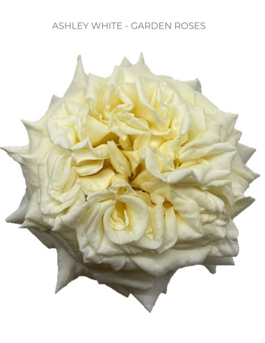 Ashley White Garden Rose | Pure White Garden Roses Wholesale