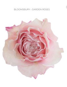 BLOOMSBURY Garden Rose