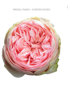 BRIDAL PIANO Garden Rose