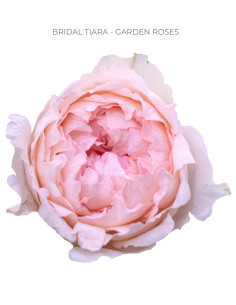 BRIDAL TIARA Garden Rose