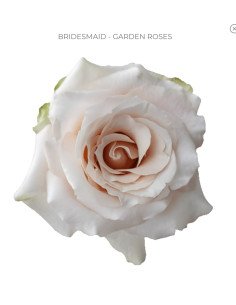 BRIDESMAID Garden Rose 48 stems