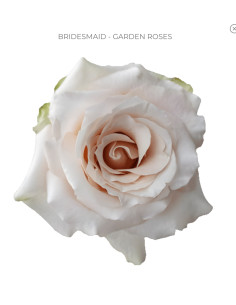Bridesmaid Garden Rose | Soft Medium‑Pink Garden Roses Wholesale
