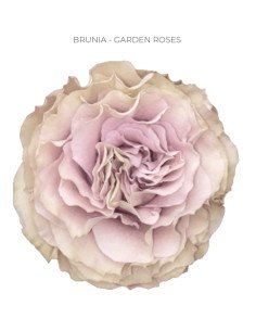 BRUNIA Garden rose
