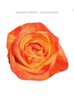 BURNING EMBERS Garden Roses