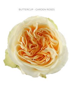 BUTTERCUP Garden Rose