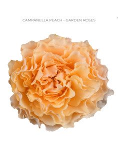CAMPANELLA PEACH Garden rose