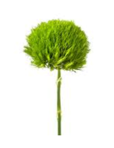 Green Trick Dianthus 2