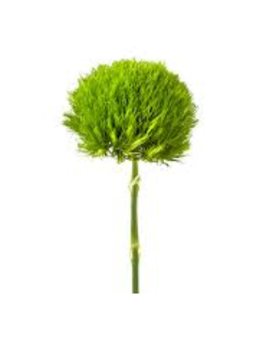 Wholesale Green Trick Dianthus - 120 Stems Bulk Box | Florasource