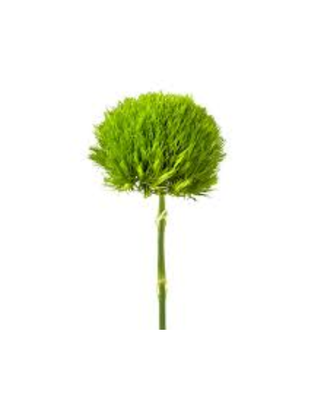 Wholesale Green Trick Dianthus - 120 Stems Bulk Box | Florasource