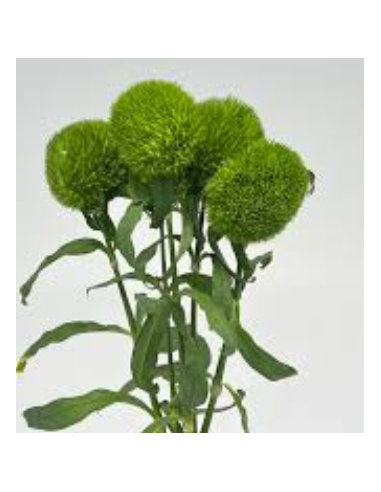 Wholesale Green Trick Dianthus - 120 Stems Bulk Box | Florasource