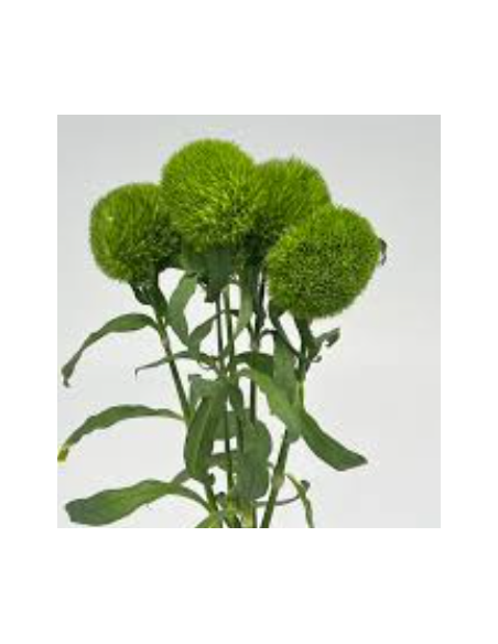 Wholesale Green Trick Dianthus - 120 Stems Bulk Box | Florasource