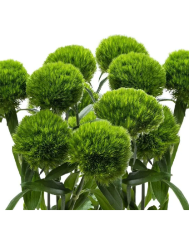 Wholesale Green Trick Dianthus - 120 Stems Bulk Box | Florasource