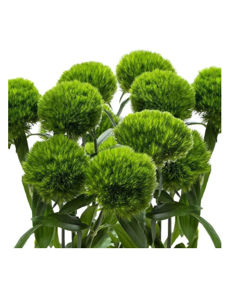 Wholesale Green Trick Dianthus - 120 Stems Bulk Box | Florasource