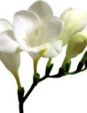 Freesia White By the Box 10 Bunches