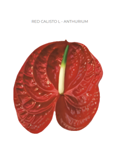 Anthurium Red Calisto Large 30 stems