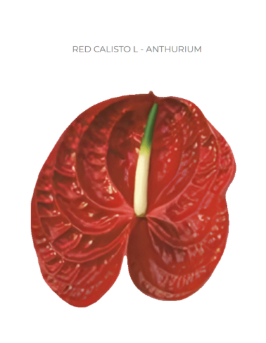 Anthurium Red Calisto Large – Wholesale & Bulk Tropical Stems (30 Stems)
