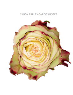 CANDY APPLE Garden Rose