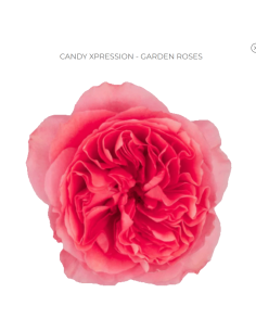 CANDY XPRESSION Garden Rose