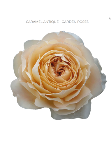 Caramel Antique Garden Rose – Wholesale & Bulk Caramel Rose