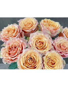 Caramel Macchiato Garden Rose – Wholesale & Bulk Caramel Rose