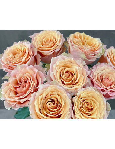 Caramel Macchiato Garden Rose – Wholesale & Bulk Caramel Rose