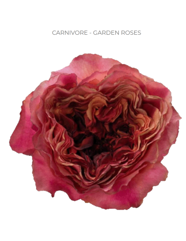 Carnivore Garden Rose – Wholesale & Bulk Dramatic Bi‑Color Rose