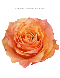 CARPEDIEM  Garden Rose
