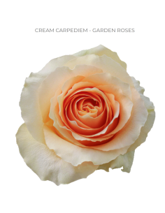 CREAM CARPEDIEM