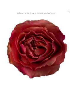 DARK CARPEDIEM Garden Rose