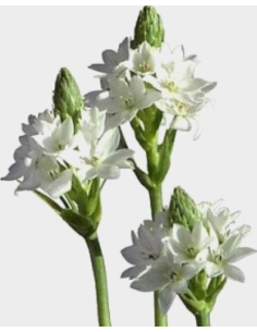 Star of Bethlehem 60cm 150 stems