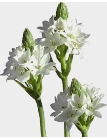 Star of Bethlehem 60cm 150 stems