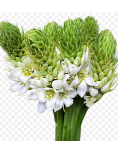 Wholesale Star of Bethlehem - 150 Stems Bulk Box | Florasource 2