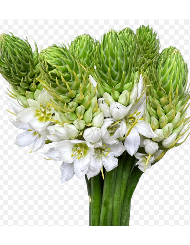 Wholesale Star of Bethlehem - 150 Stems Bulk Box | Florasource
