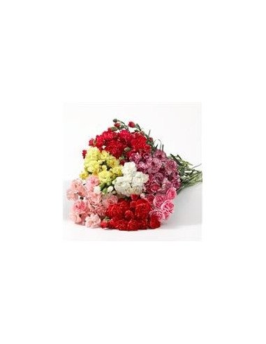 Mini Carnations By the Box 15 Bunches