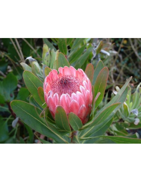 Protea Pink Ice 25 Stems