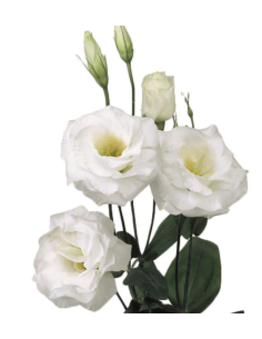 Lisianthus White By the Box 10 Bunches