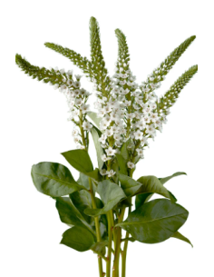 LYSIMACHIA WHITE 12 bunches