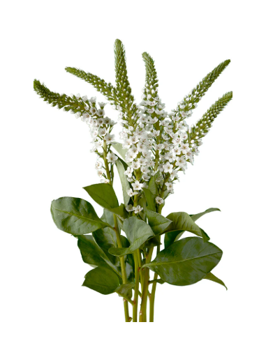 Wholesale Lysimachia White - 12 Bunches Bulk Box | Florasource