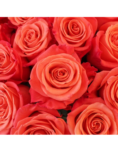 Orange Crush Orange Rose