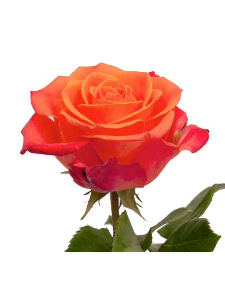 Orange Crush Roses (125 Stems) | Bright Orange Wholesale Roses