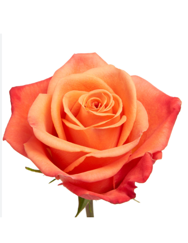 Orange Crush Roses (125 Stems) | Bright Orange Wholesale Roses