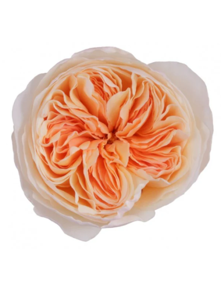 David Austin  Garden Rose Peach Juliet 48 stems