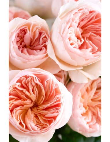 David Austin  Garden Rose Peach Juliet 100 STEMS