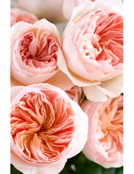 David Austin  Garden Rose Peach Juliet 100 STEMS