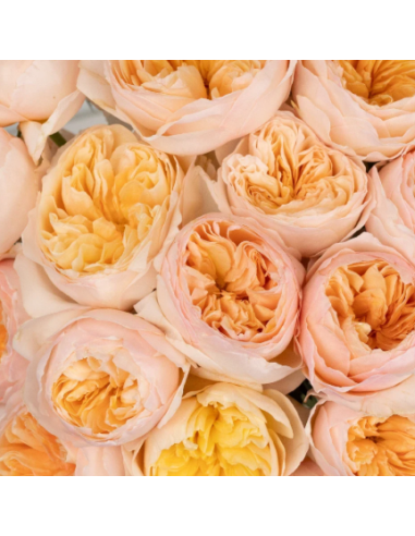 David Austin  Garden Rose Peach Juliet 100 STEMS